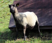 /album/fotogalerie-shetlandske-ovce/farma-beskydy-foto-cieslar-3504-jpg1/